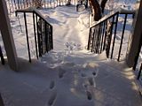 DSC04008.jpg Kitty tracks. Sony H5. image by Shut-R-Bug