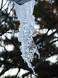 DSC04106.jpg This icicle has hung on for days, and has changed shape with each confrontation with the afternoon sun. Sony H5. image by Shut-R-Bug