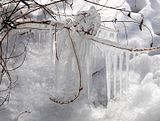 DSC04109.jpg February\'s bone-chilling cold has kept this neat ice formation intact for several days. Sony H5. image by Shut-R-Bug