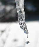 IMG_2878s.jpg It took a lot of trial and error to catch the drip on the icicles in the next few shots. Canon S3. image by Shut-R-Bug