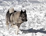 DSC04095.jpg Another of Cooper-\"dashing through the snow\". Also taken with the Sony. image by Shut-R-Bug