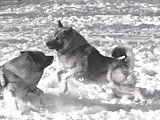IMG_2983austincooper-shrp.jpg Austin &amp; Cooper-evasive action. Canon S3-converted to B&amp;W. image by Shut-R-Bug