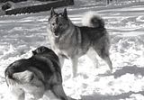 IMG_2984cooperaustin.jpg Austin &amp; Cooper-the war is on. Canon S3. image by Shut-R-Bug