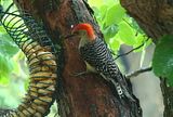 DSC01233tailH9BCNRsharp.jpg image by Shut-R-Bug