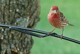 DSC01332AFPmdMulticrp74-1.jpg image by Shut-R-Bug