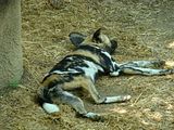 DSC00543af.jpg African Wild Dog-doing what most of the animals were doing in 85 degree heat. image by Shut-R-Bug