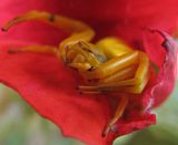Colorblindcrabspider-S3-PSmac-Fav.jpg If she\'s countin\' on blending in...she\'ll starve. image by Shut-R-Bug