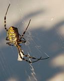 DSC01830.jpg It\'s Nov. 9th, and we\'ve had several hard freezes. All the big, black and yellow garden spiders are dead and gone, but I noticed this striped variety still hanging on, near the house. Sony H5. image by Shut-R-Bug