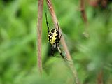 IMG_9360.jpg Black and Yellow Argiope image by Shut-R-Bug
