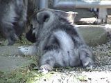 6.jpg The \"Puppy Butt\" image by Shut-R-Bug
