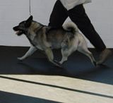 DSC01418.jpg AKC/UKC CH.Foxboro Party Of One-\"Jordan\"...Simpsonville, Ky UKC shows, Nov.\'06- Sony H5 image by Shut-R-Bug
