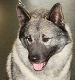 DSC01424tex.jpg AKC Ch/UKC GRCH.Alpha\'s Shoulda Been A Cowboy-\"Tex\"-5.5 yrs. Sony H5 image by Shut-R-Bug