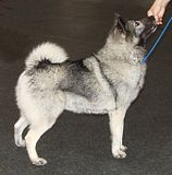 DSC01479.jpg AKC CH/ULC GRCH.Alpha\'s This Is Austin-Simpsonville, Kentucky UKC shows-Nov.\'06-Sony H5 image by Shut-R-Bug