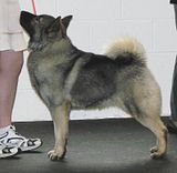 DSC01585bridgit.jpg UKC Ch.Foxboro Bridgethegap at Kejen-\"Bridgit\" image by Shut-R-Bug