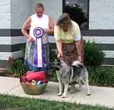 verticalcrop2.jpg AKC & UKC Champion Foxboro Life Of The Party-\"Paris\". First Norwegian elkhound in history to win a UKC BEST IN SHOW. image by Shut-R-Bug
