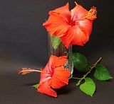 DSC01045.jpg Last Hibiscus blooms for 2006-Sony H5-table tripod-available light-timer. image by Shut-R-Bug