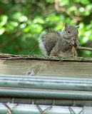 DSC02067afcrpFLOPSY.jpg image by Shut-R-Bug