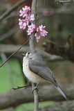 DSC07615.jpg image by Shut-R-Bug