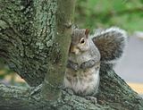 DSC09522NR-AF-crp.jpg image by Shut-R-Bug