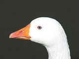 IMG_0232.jpg Blue-eyed goose that is a resident of the lake. She\'s very bold and always knows if we\'ve brought stale bread. image by Shut-R-Bug