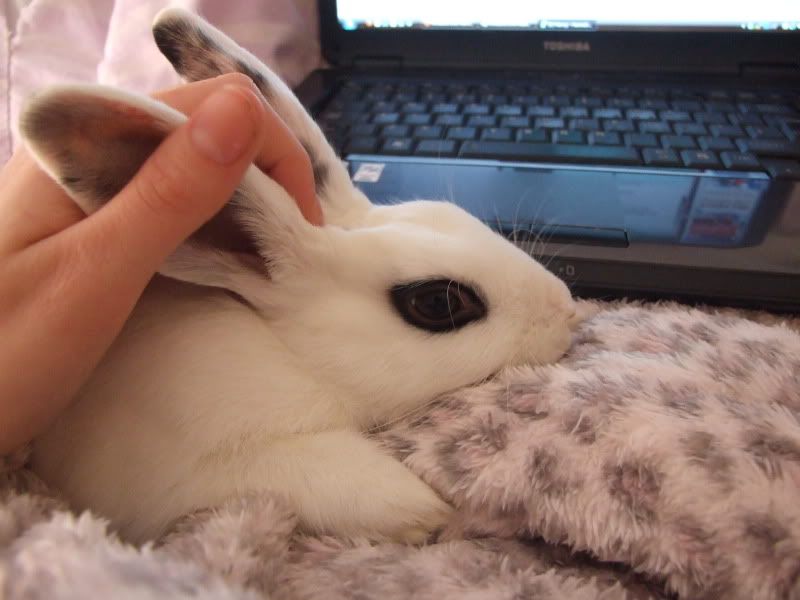 how big should a 12 week old rabbit be? Reptile Forums