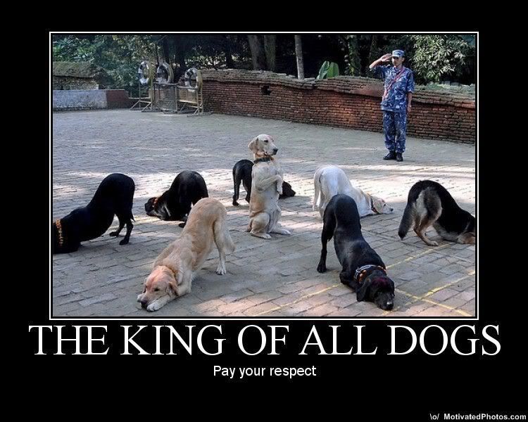 633502099591711182-king-of-all-dogs.jpg