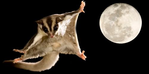 sugar glider glide