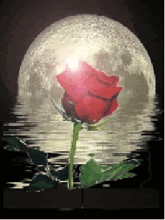 moon rose