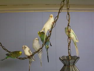 BudgieGroup010old.jpg