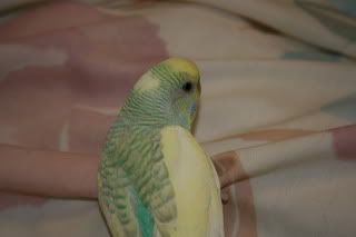 TheBudgiesoct23-07-130.jpg