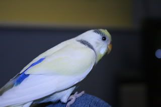 TheBudgiesoct23-07-166.jpg