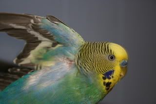 TheBudgiesoct23-07-180.jpg