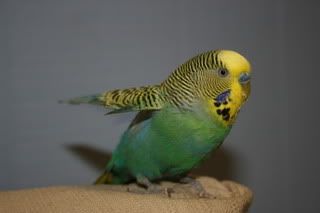 TheBudgiesoct23-07-184.jpg
