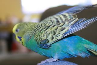TheBudgiesoct23-07-187.jpg