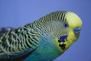 TheBudgiesoct23-07-203.jpg