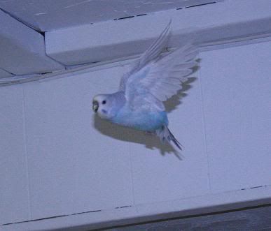 flight8.jpg