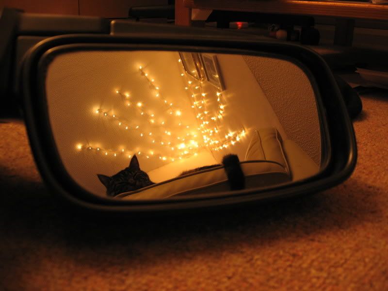 Cats028.jpg