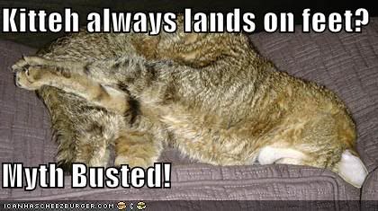 funny-pictures-fallen-kitty.jpg