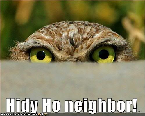 funny-pictures-owl-eyes-fence1.jpg