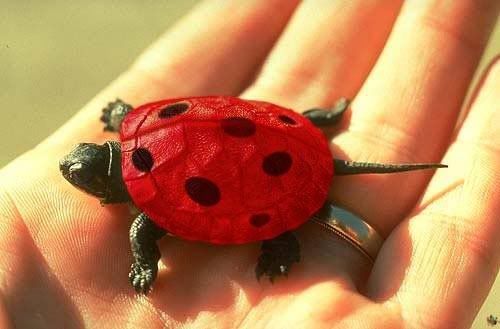 Turtle-ladybug.jpg