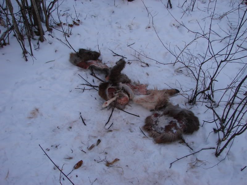 night coyote hunting