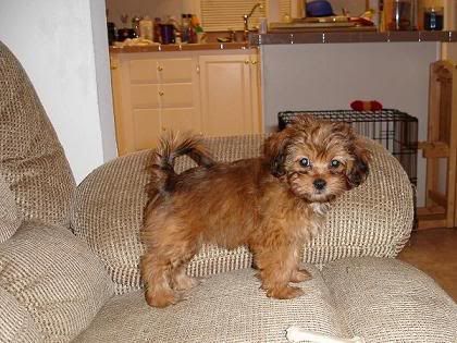 Shih+tzu+mixed+with+poodle