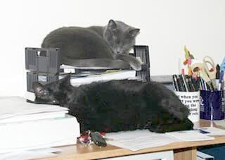 CatGreyBlack02.jpg