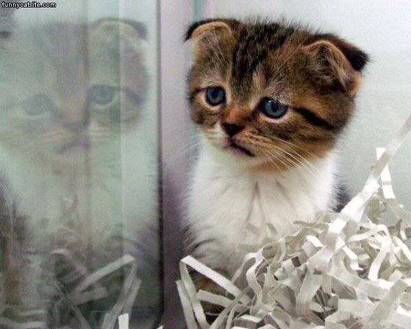 Sad_Kitten_Is_Sad.jpg