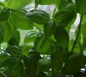basil Pictures, Images and Photos