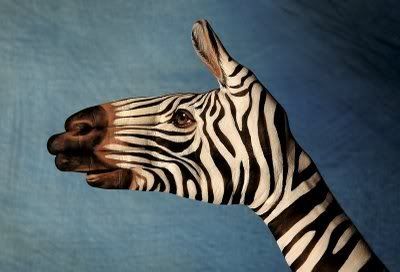 zebra Pictures, Images and Photos