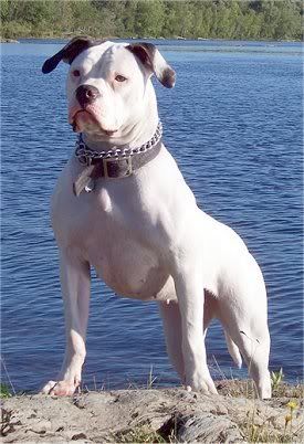 <img:http://i94.photobucket.com/albums/l93/Hatake_Amaya/Pit%20bulls/AmericanBulldog-1.jpg>