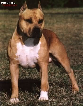 <img:http://i94.photobucket.com/albums/l93/Hatake_Amaya/Pit%20bulls/AmericanStaffordshireTerrier-1.jpg>