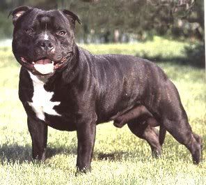 <img:http://i94.photobucket.com/albums/l93/Hatake_Amaya/Pit%20bulls/StaffordshireBullTerrier-1.jpg>