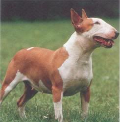 <img:http://i94.photobucket.com/albums/l93/Hatake_Amaya/Pit%20bulls/bullterrier-1.jpg>